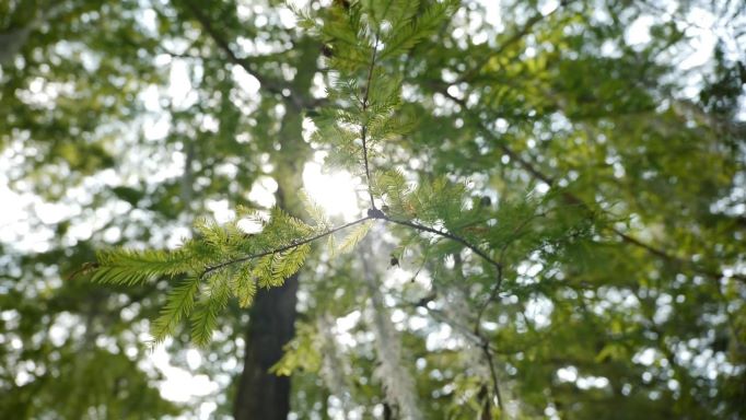 Get It Growing: Many good reasons to plant trees now